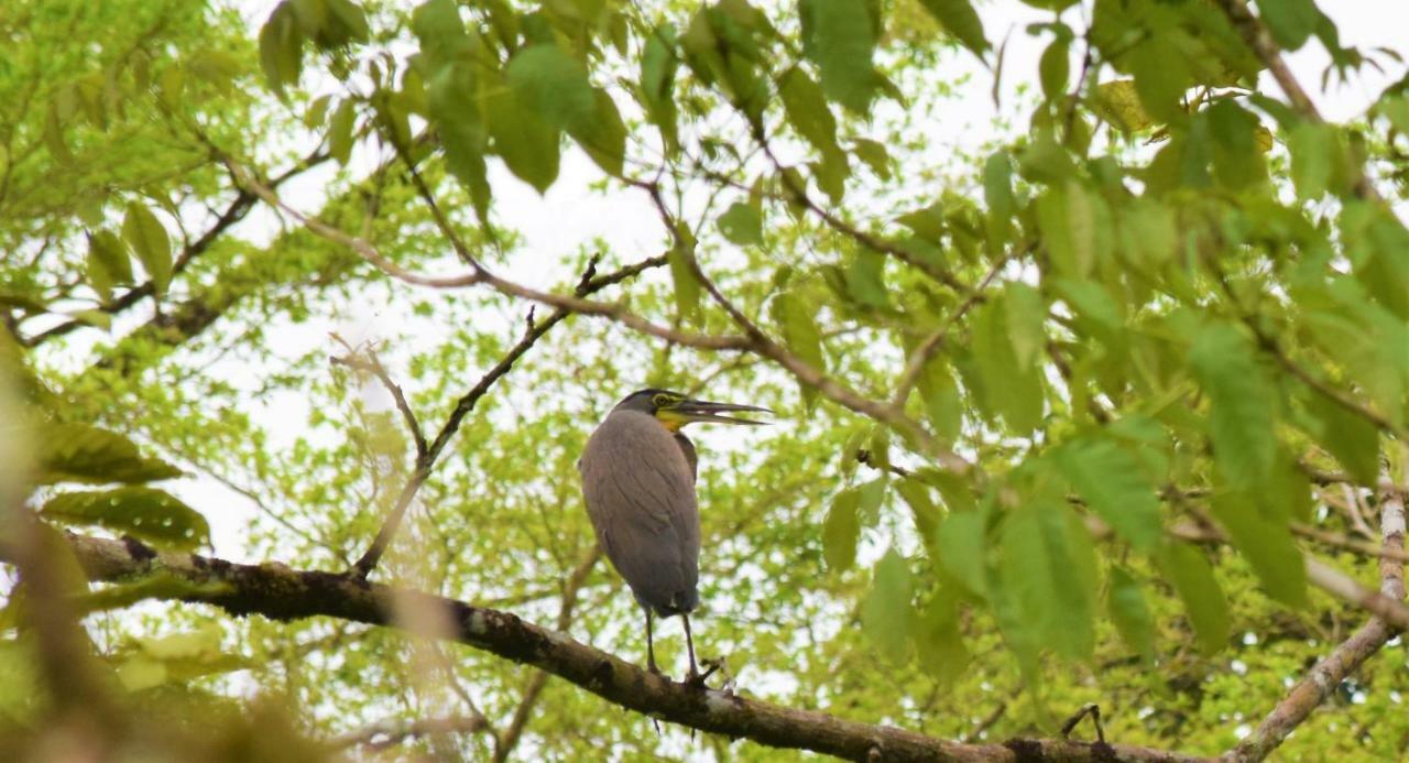 Hotel Rio Celeste Finca L' Etoile Celeste El Achiote Экстерьер фото