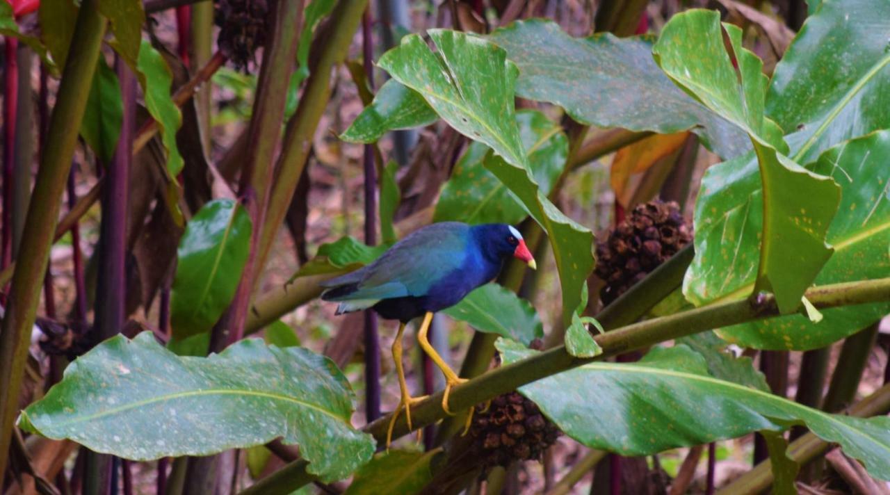 Hotel Rio Celeste Finca L' Etoile Celeste El Achiote Экстерьер фото