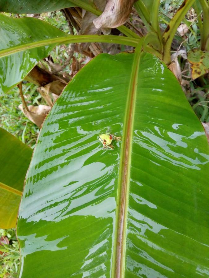 Hotel Rio Celeste Finca L' Etoile Celeste El Achiote Экстерьер фото