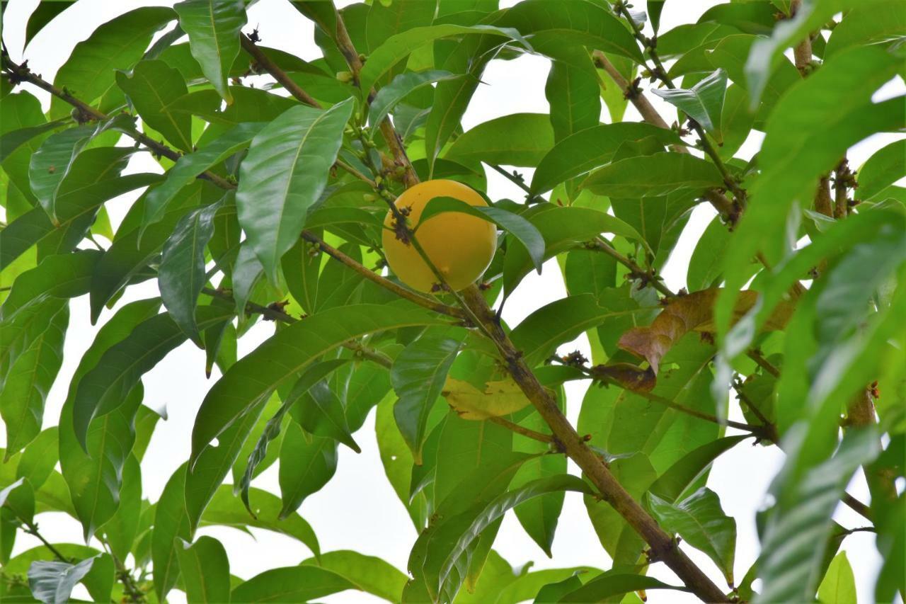 Hotel Rio Celeste Finca L' Etoile Celeste El Achiote Экстерьер фото